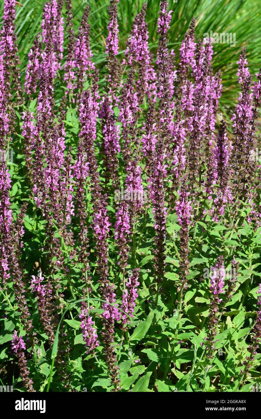 Salvia memorosa mainacht hi-res stock photography and images - Alamy