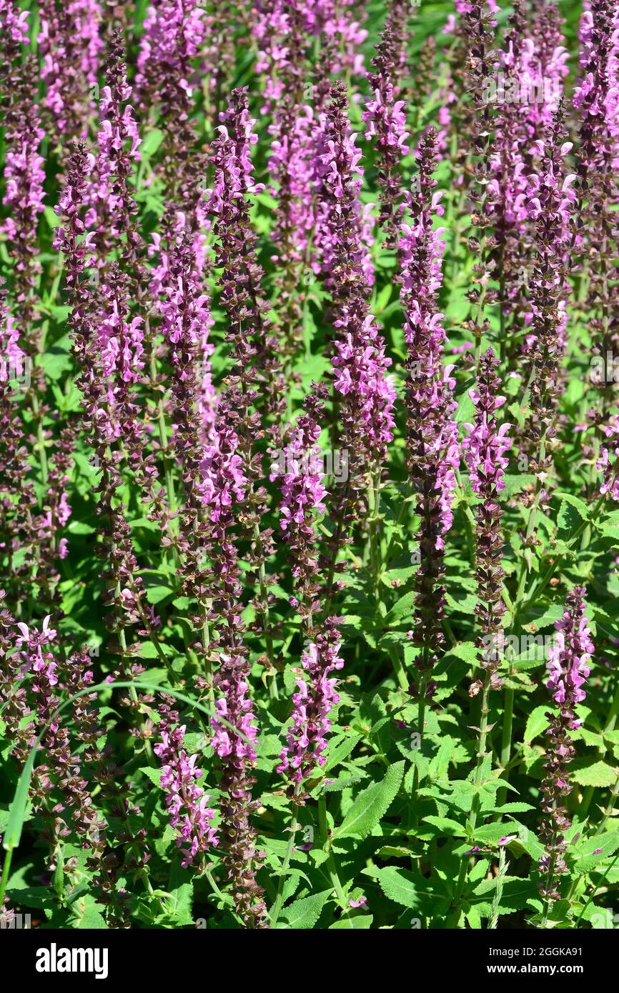 Salvia memorosa mainacht hi-res stock photography and images - Alamy