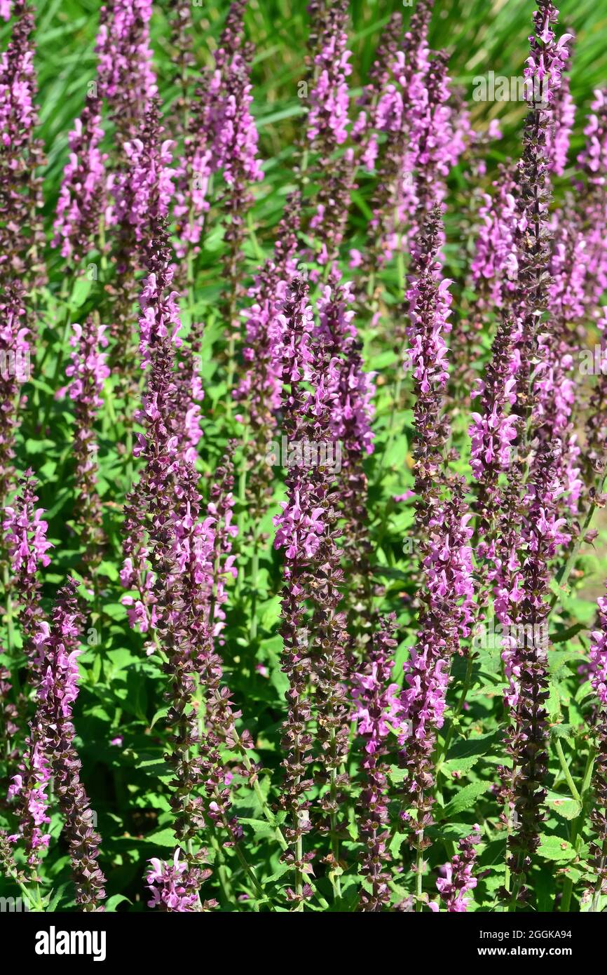 Salvia memorosa mainacht hi-res stock photography and images - Alamy