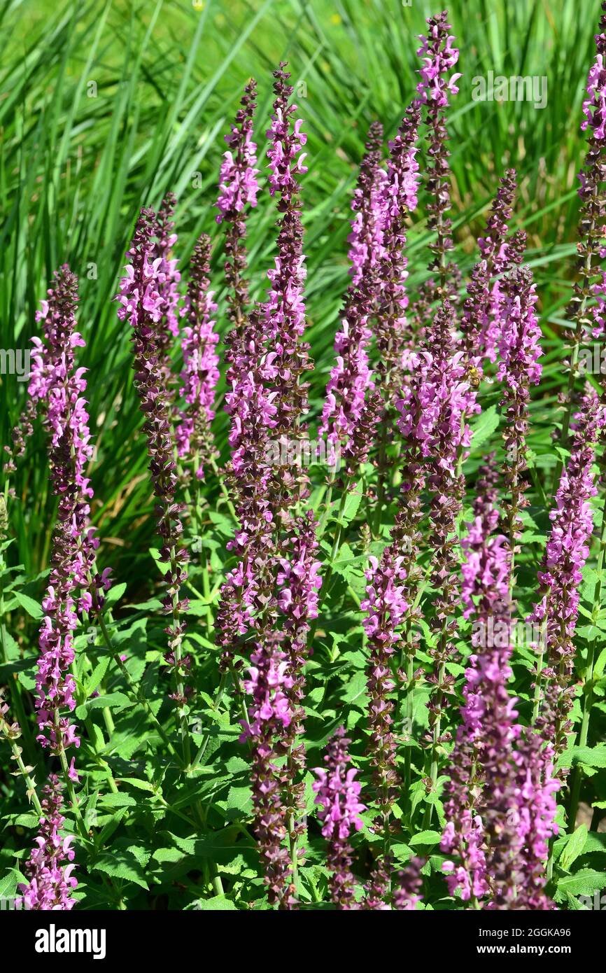 woodland sage, Balkan clary, blue sage or wild sage, HainSalbei