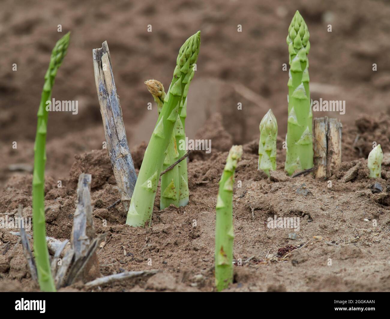 Vegetable asparagus, common asparagus, Asparagus officinalis Stock