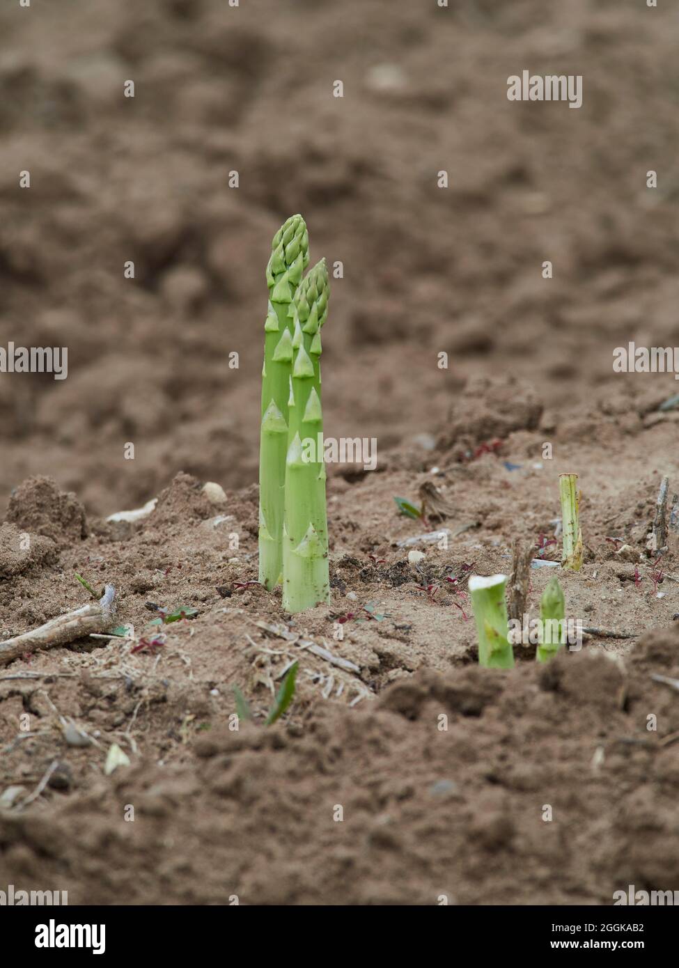 Vegetable asparagus, common asparagus, Asparagus officinalis Stock