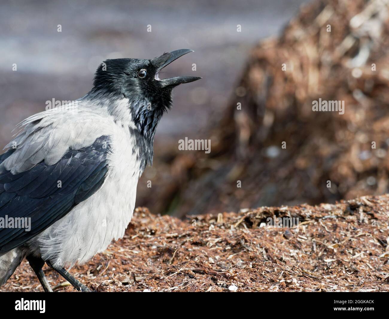Hooded crow, carrion crow, Corvus corone Stock Photo