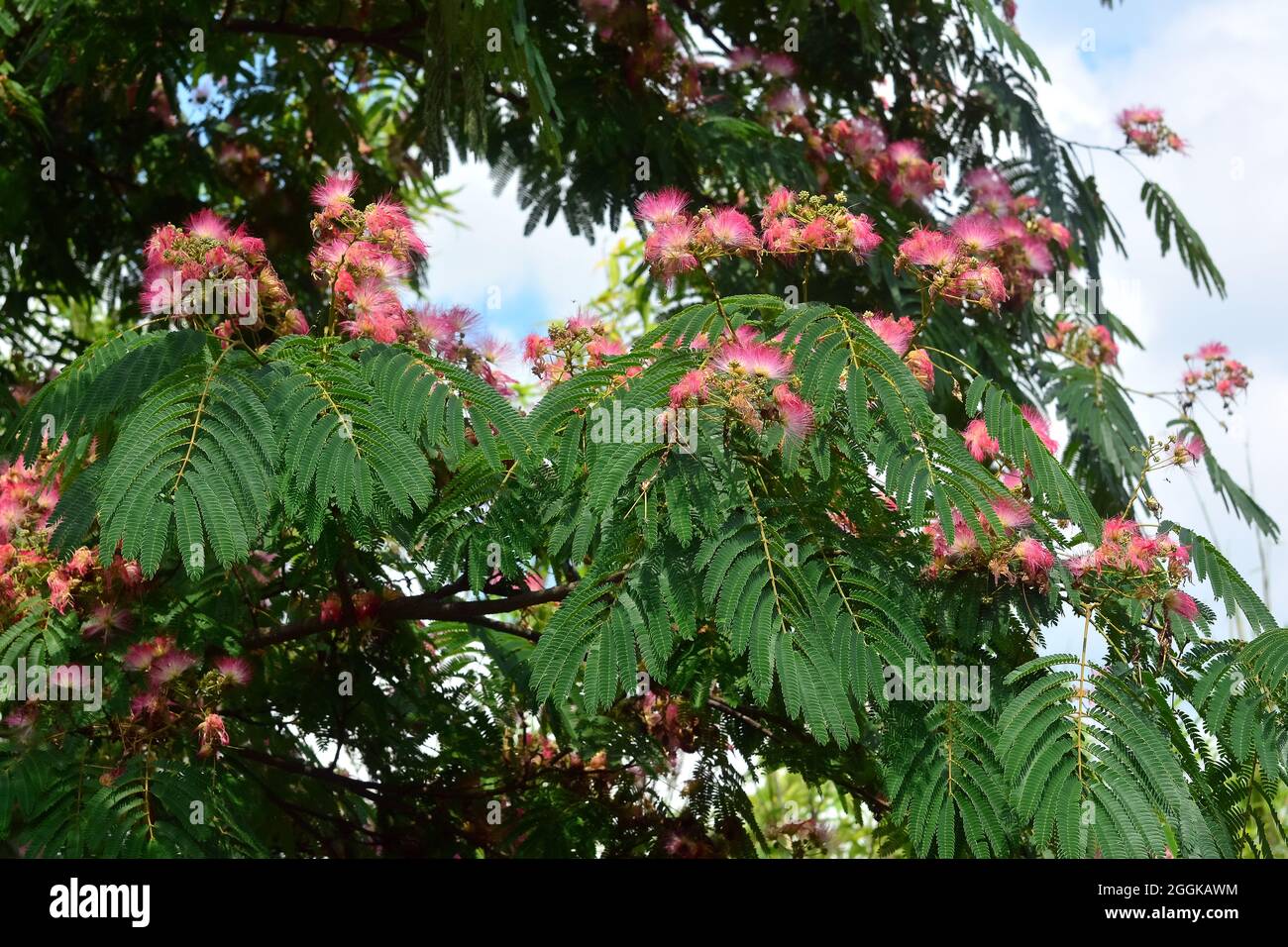 Persian silk tree or pink silk tree, Seidenbaum, julibrissin, perzsa selyemakác, Asia