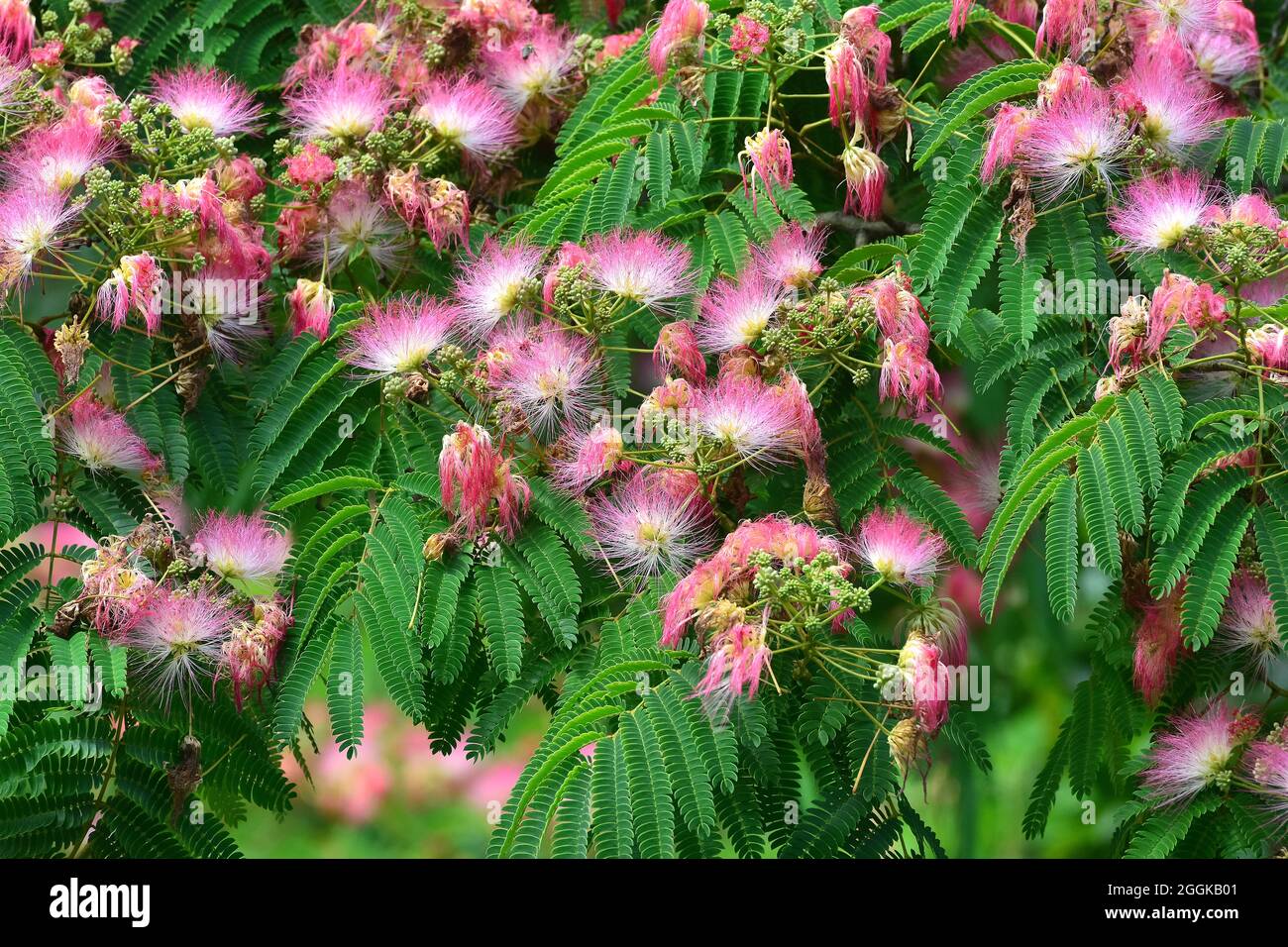 Persian silk tree or pink silk tree, Seidenbaum, julibrissin, perzsa selyemakác, Asia