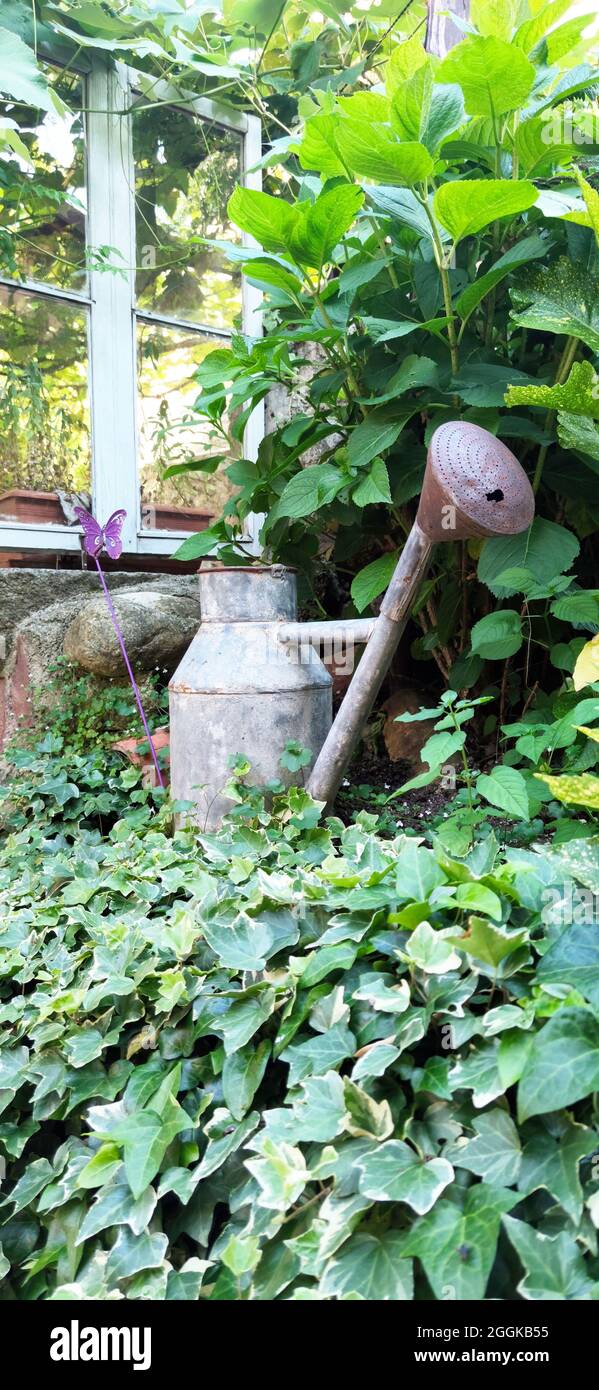 old watering can between green plants in the garden, Italy, Lombardy, Region Idrosee Stock Photo