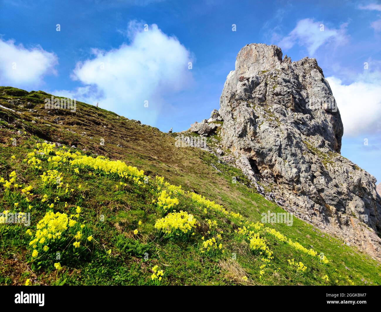 Auricula (Primula auricula) grow particularly in the Limestone Alps Stock Photo