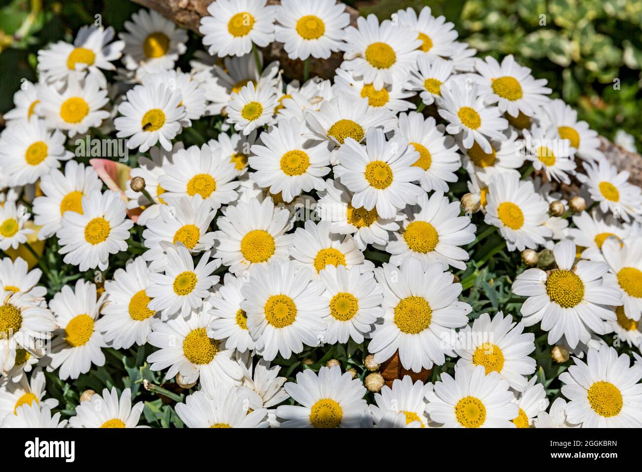 White daisies, Inspiration Nature, State Garden Show, Ingolstadt 2020, new term 2021, Ingolstadt, Bavaria, Germany, Europe Stock Photo