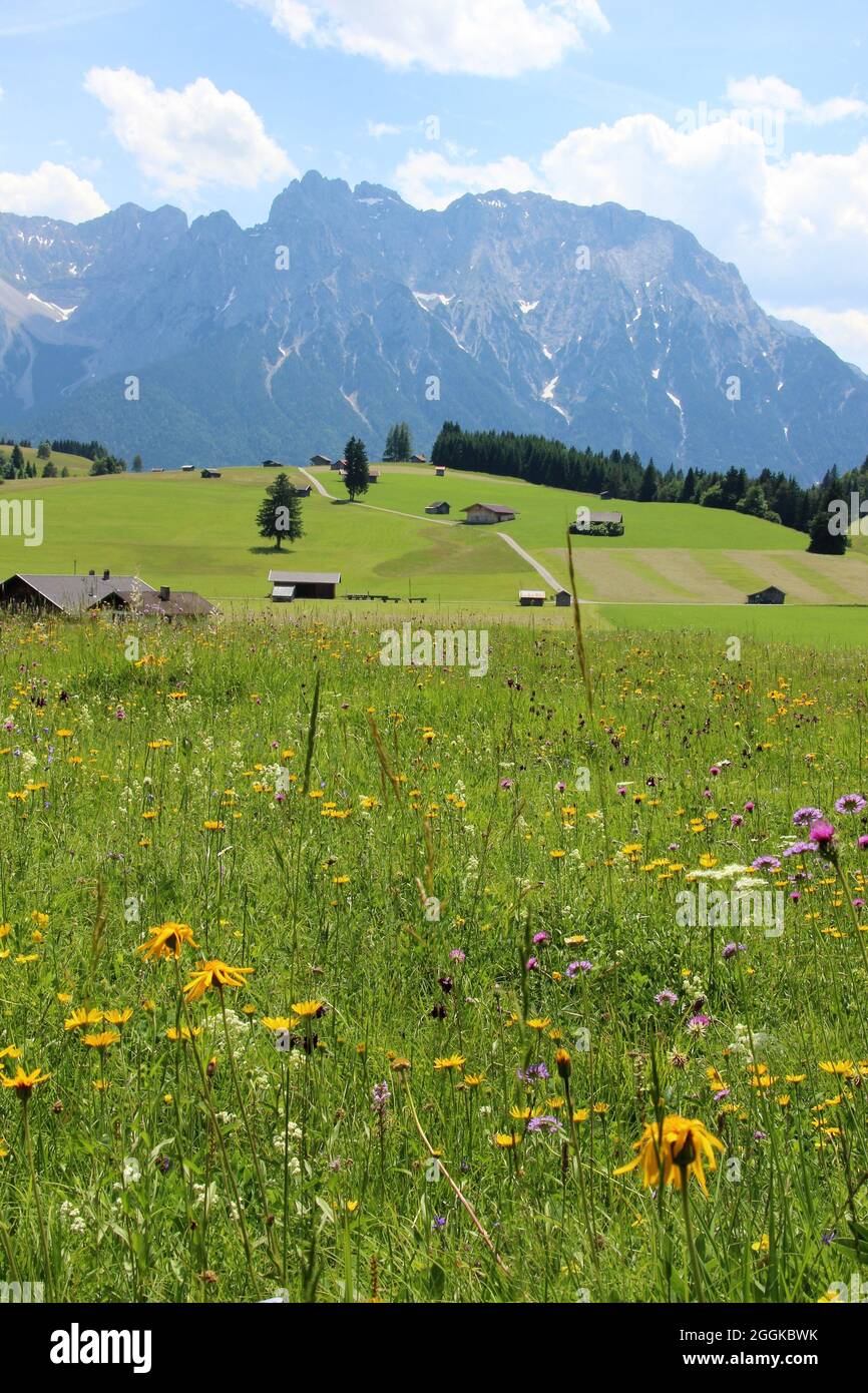 Flower meadow with arnica (Arnica montana), columbines, mountain clover (Trifolium montanum), wild goat whiskers (Tragopogon pratensis), thistle (cirsium) and many other flowers on the humpback meadows near Mittenwald, Germany, Bavaria, Upper Bavaria, Werdenfelser Land, Karwendel Mountains in the background Stock Photo