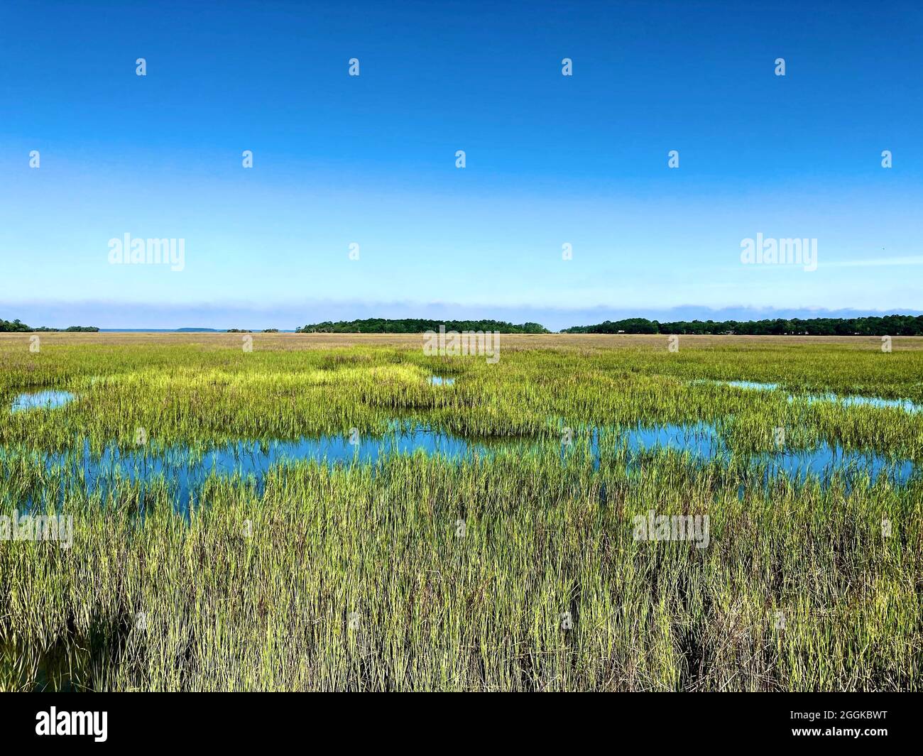 St. Helena Island, South Carolina. Marshland dominated by herbaceous plant species. Marshes provide habitats for many kinds of invertebrates, fish, amphibians, waterfowl and aquatic mammals Stock Photo