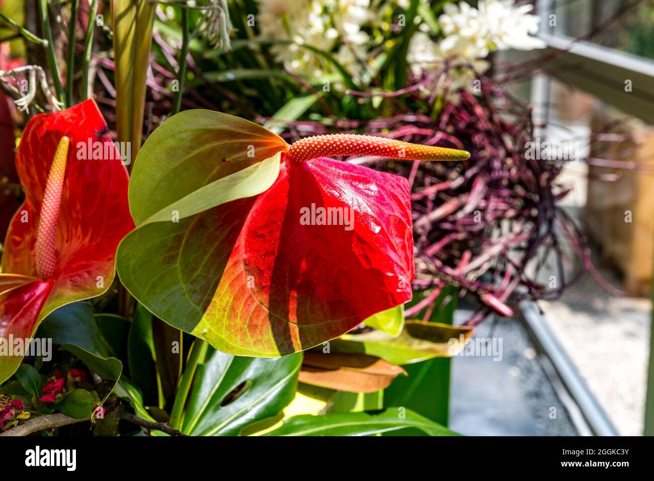 Large flamingo flower, anthurium, flower hall, inspiration nature, state garden show, Ingolstadt 2020, new term 2021, Ingolstadt, Bavaria, Germany, Europe Stock Photo