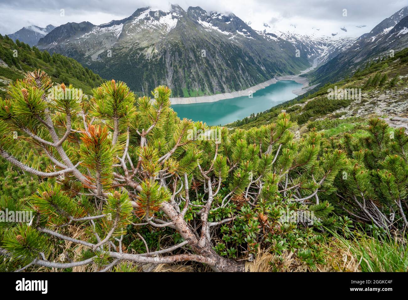 Pine tree trunk, Blue Schlegeis Stausee lake and alps mountains in background. Zillertal, Austria, Europe Stock Photo