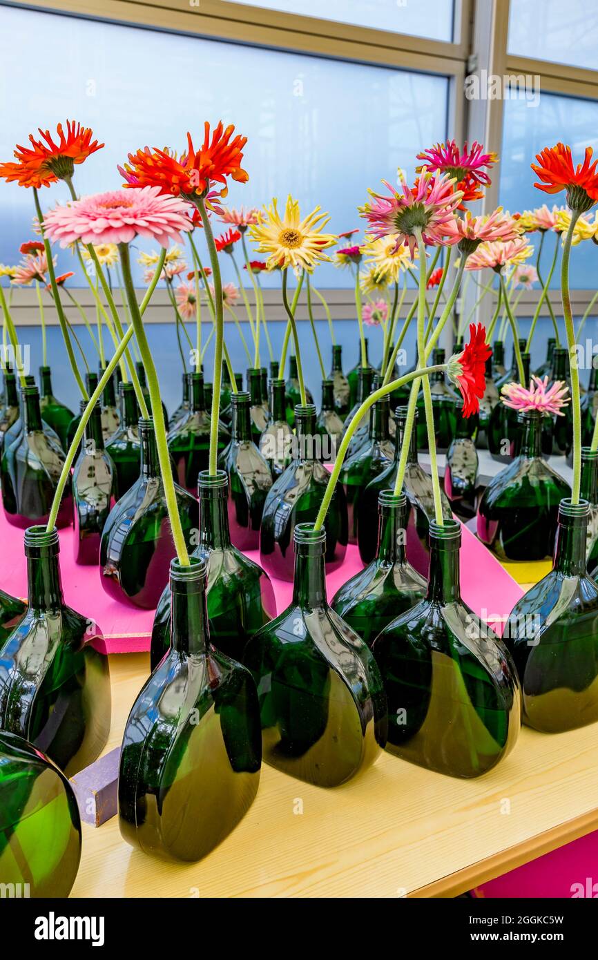 Gerbera, individually in bottles, Flower Hall, Inspiration Nature, State Garden Show, Ingolstadt 2020, new term 2021, Ingolstadt, Bavaria, Germany, Europe Stock Photo