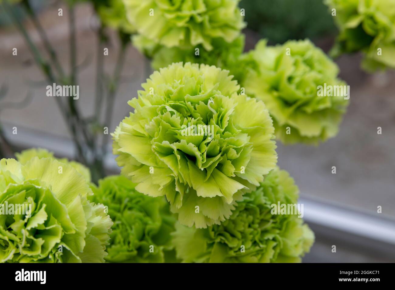 Green carnations hi res stock photography and images Alamy