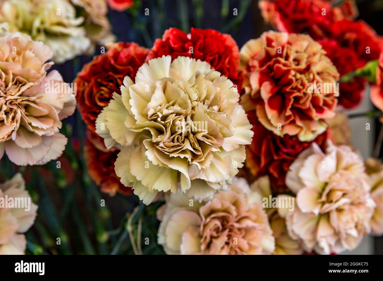 Carnations, Flower Hall, Inspiration Nature, State Garden Show, Ingolstadt 2020, new term 2021, Ingolstadt, Bavaria, Germany, Europe Stock Photo