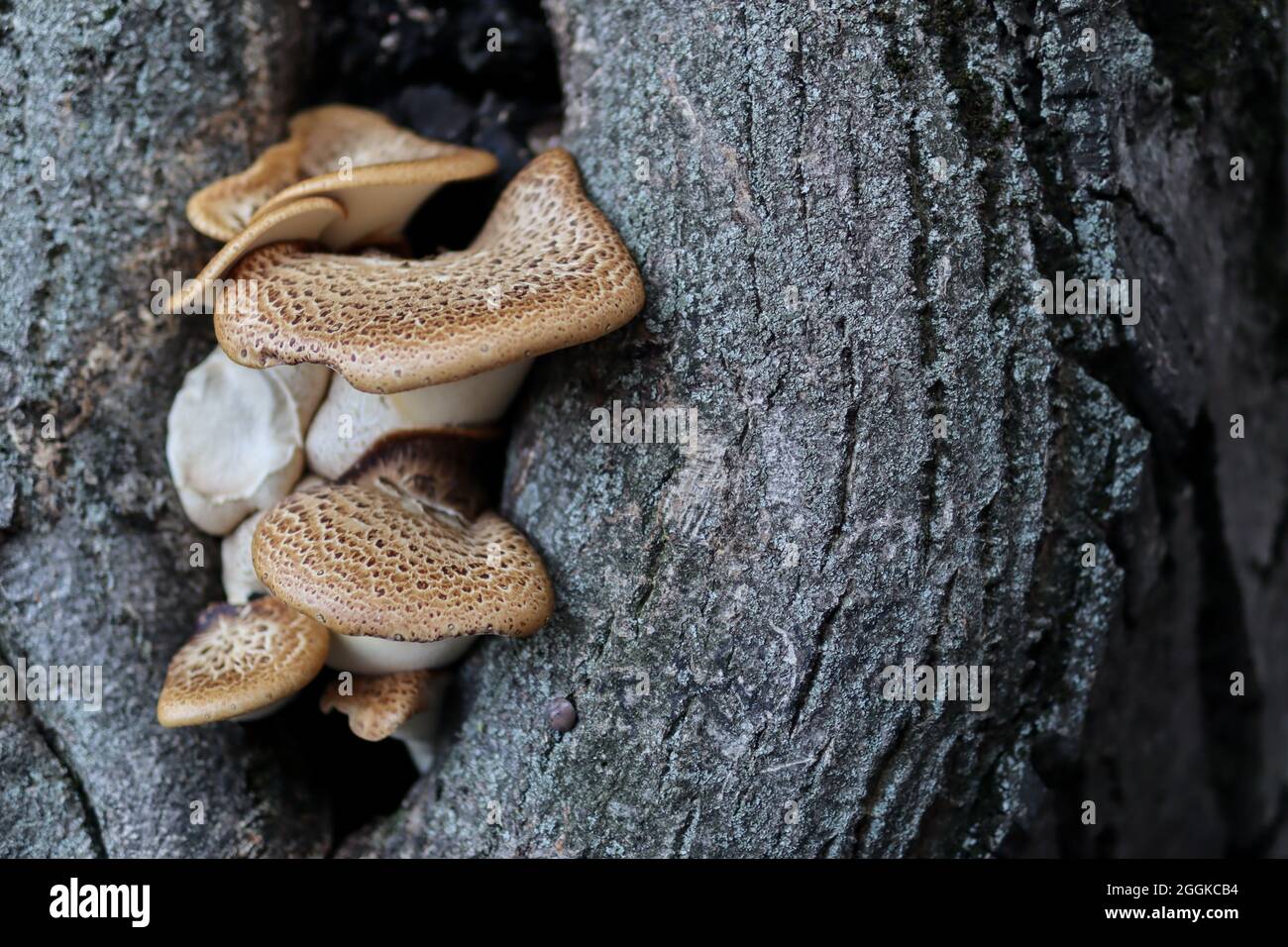 Mushroom Polyporus Squamosus grow from a hole in a tree in the forest on a summer day. Close up, selective focus and copy space Stock Photo