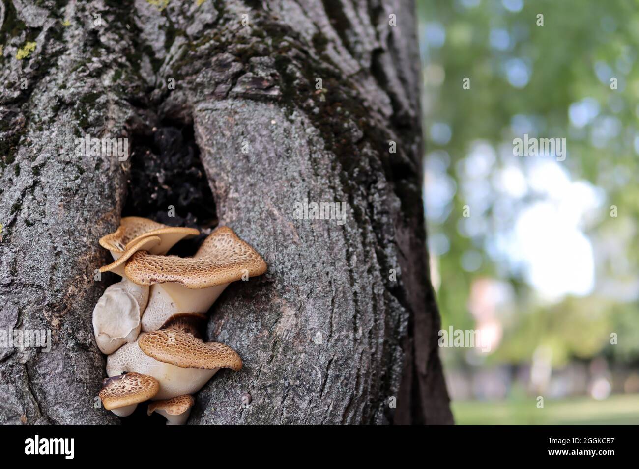 Polyporus squamosus mushrooms grow from a hole in a tree in the forest on a summer day. Close up, selective focus and copy space Stock Photo