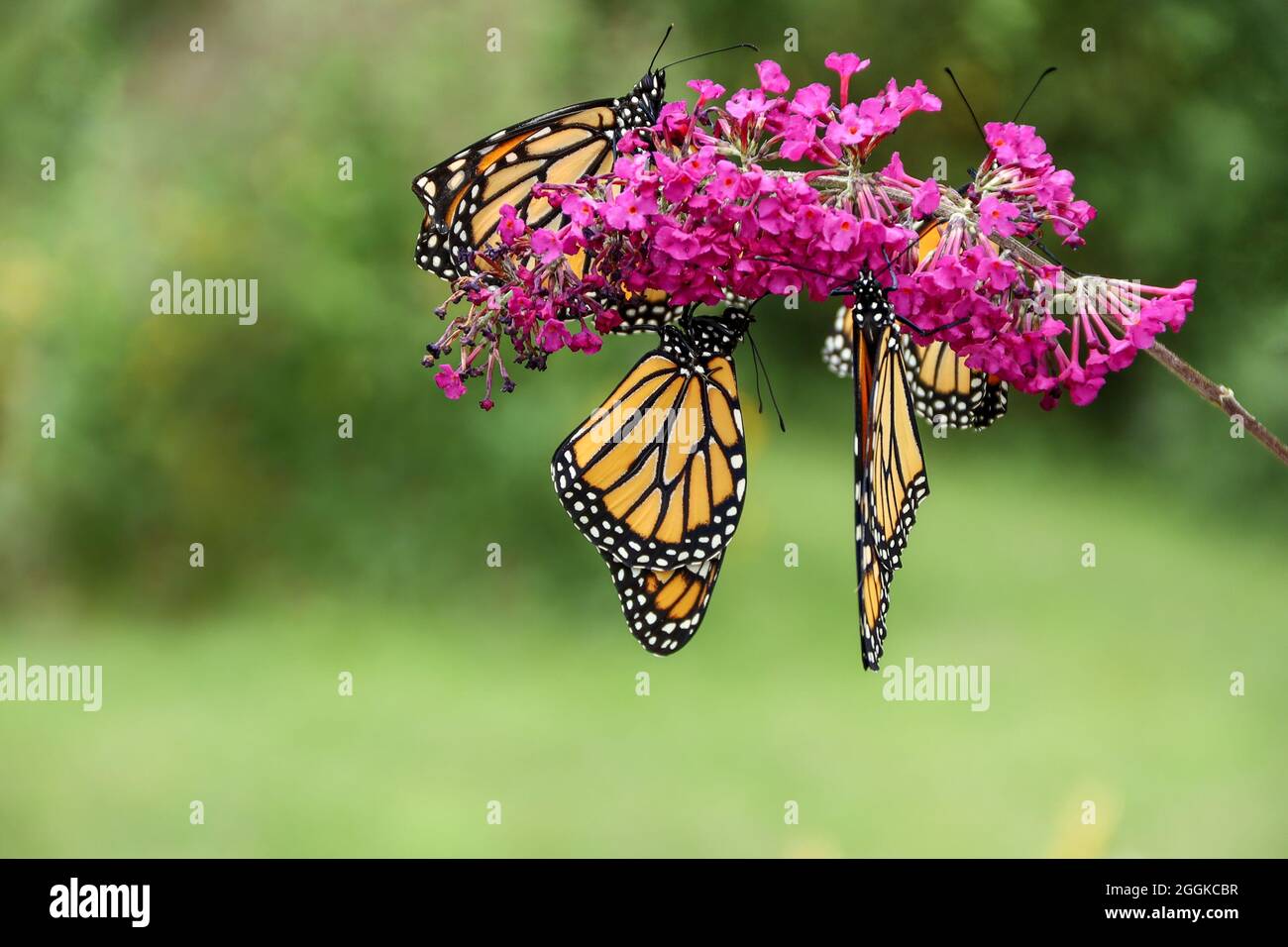 Monarch butterflies, Danaus plexippuson, and chrysalis various stages