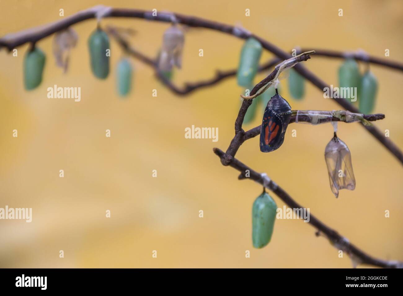 Monarch butterflies, Danaus plexippuson, and chrysalis various stages