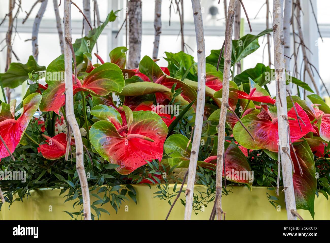Anthurium red giant hi-res stock photography and images - Alamy