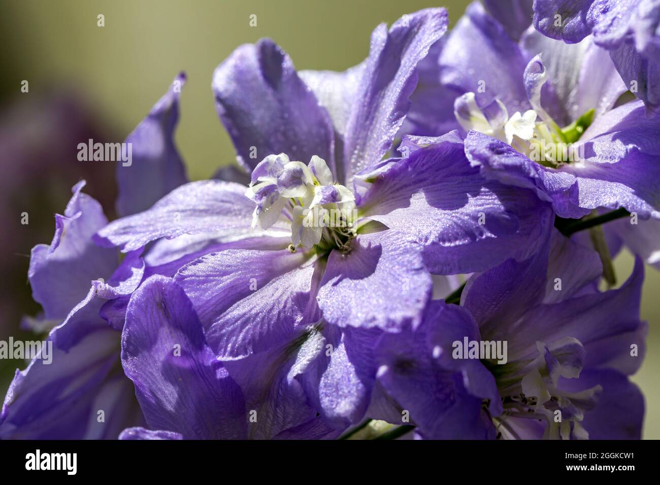 Delphinium garden border hi-res stock photography and images - Alamy