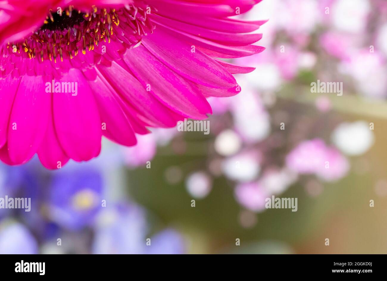 Pink-colored gerberas, flower hall, inspiration nature, state horticultural show, Ingolstadt 2020, new term 2021, Ingolstadt, Bavaria, Germany, Europe Stock Photo