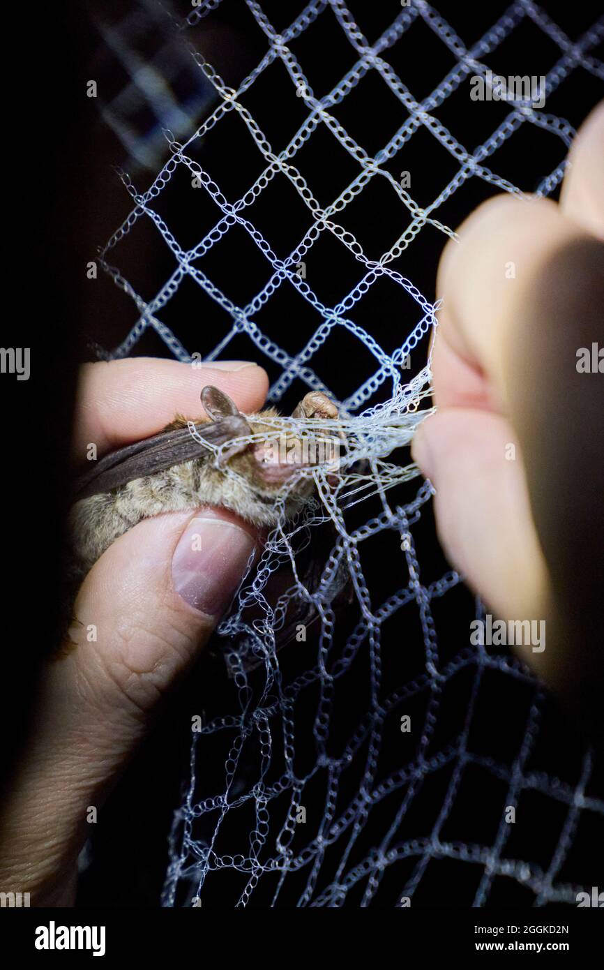 Bat, catching a net, caught Stock Photo Alamy