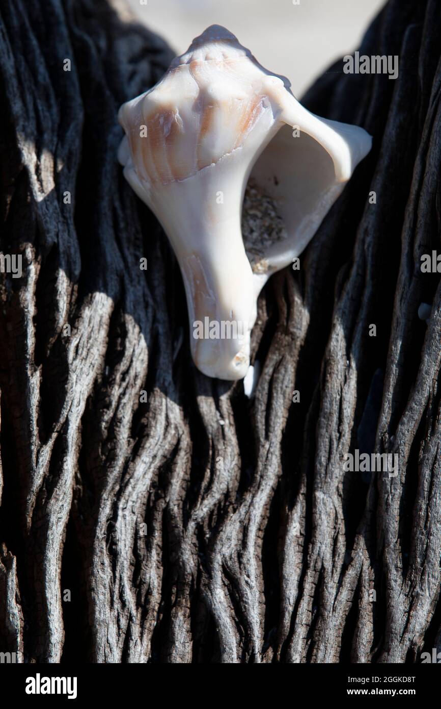 botany-bay-plantation-in-edisto-island-south-carolina-stock-photo-alamy