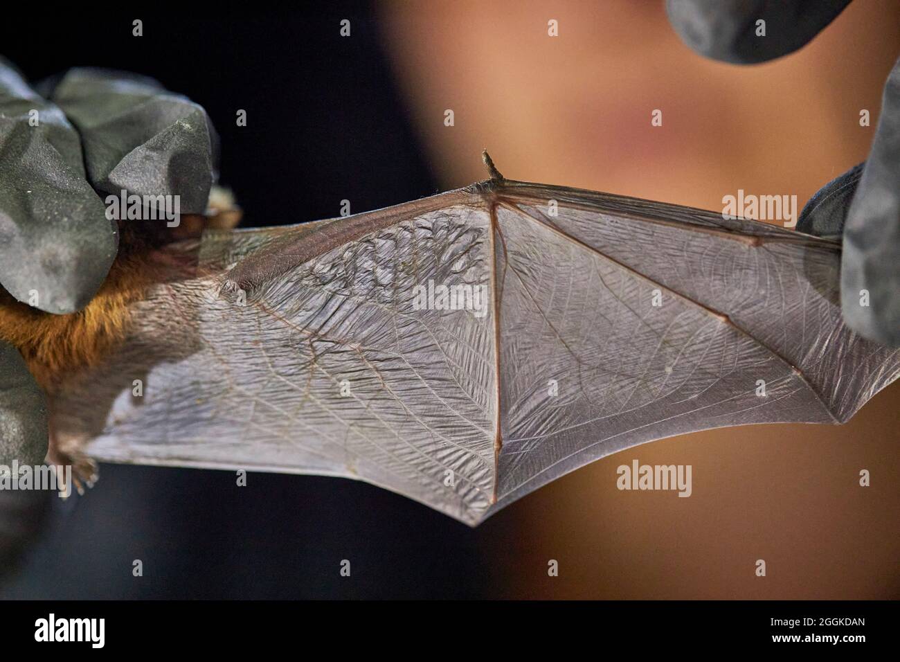 Bat, wings, spread, research Stock Photo