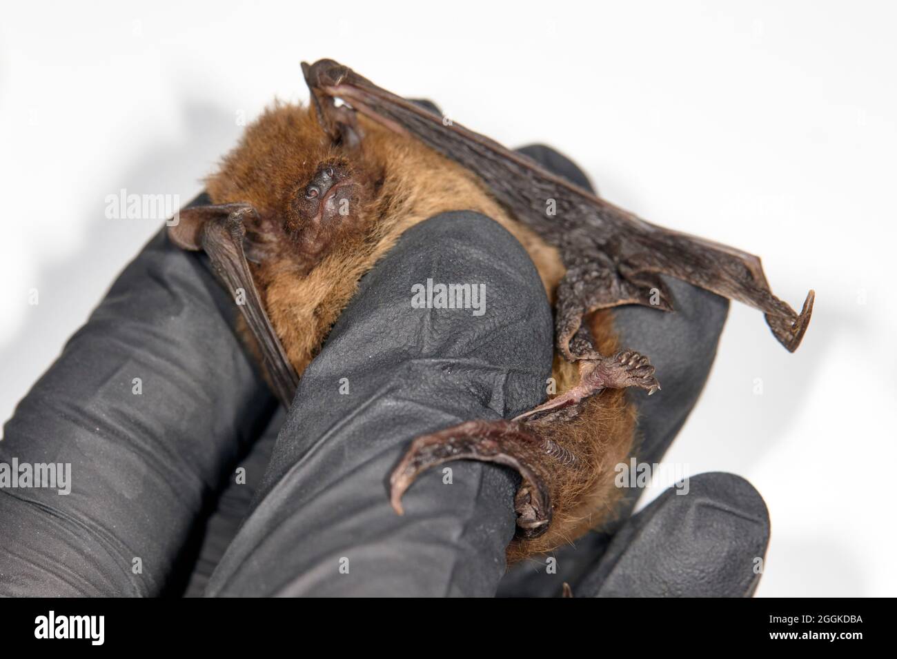 Bat, research, caught, hand Stock Photo
