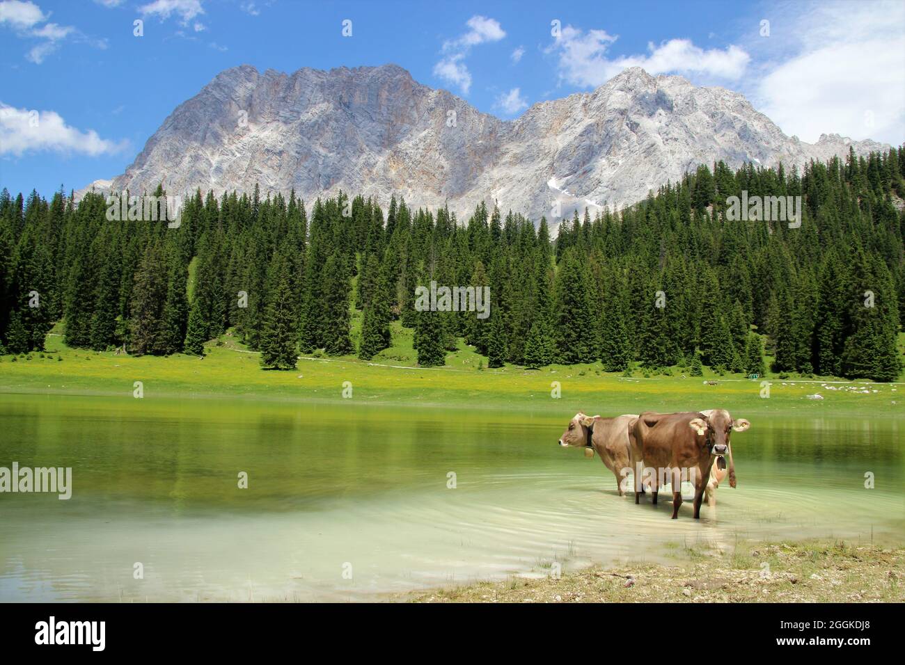 two cows with bells stand to cool off in the Igelsee in the Gaistal near Ehrwald. Austria, Tyrol, Leutasch, Leutaschtal, Gaistal, mountains, Alps, Wetterstein Mountains, in the background the Zugspitze (2962 m) Stock Photo