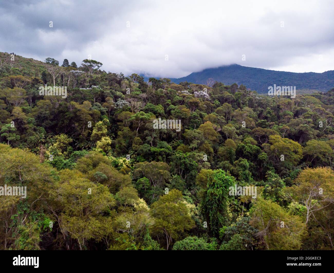 Shot of a lot of big trees in a dense forest under a cloudy skyline ...
