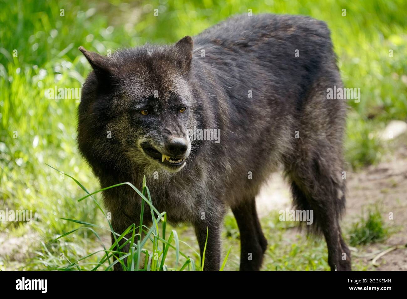 Timber wolf, American wolf (Canis lupus occidentalis) animal portrait, Germany Stock Photo