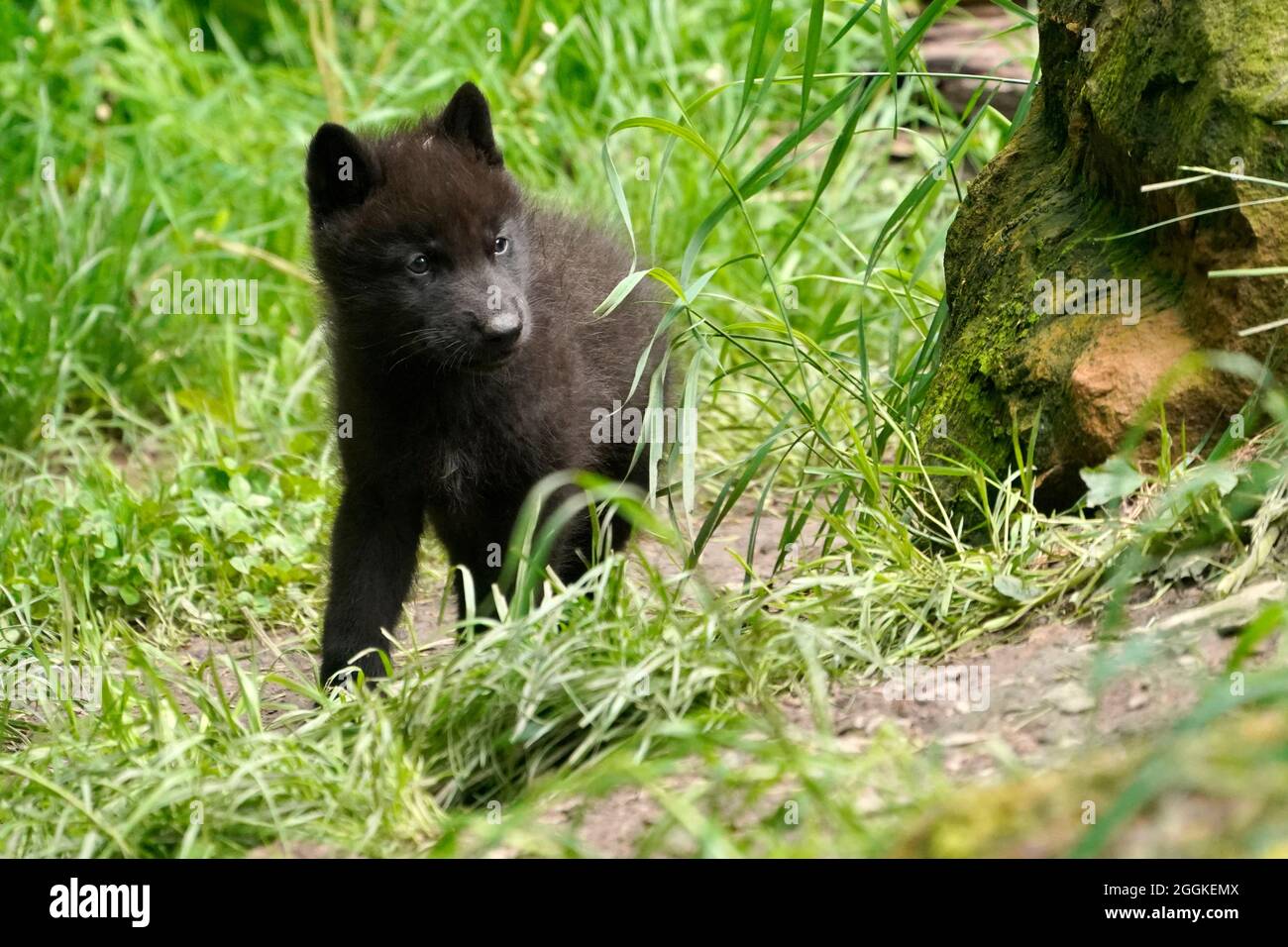 Timber wolf, american wolf (Canis lupus occidentalis), puppy at burrow, Germany Stock Photo