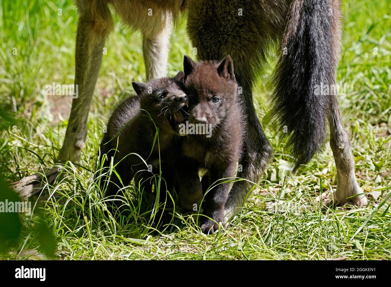 Timber wolf, american wolf (Canis lupus occidentalis) pups at burrow, Germany Stock Photo