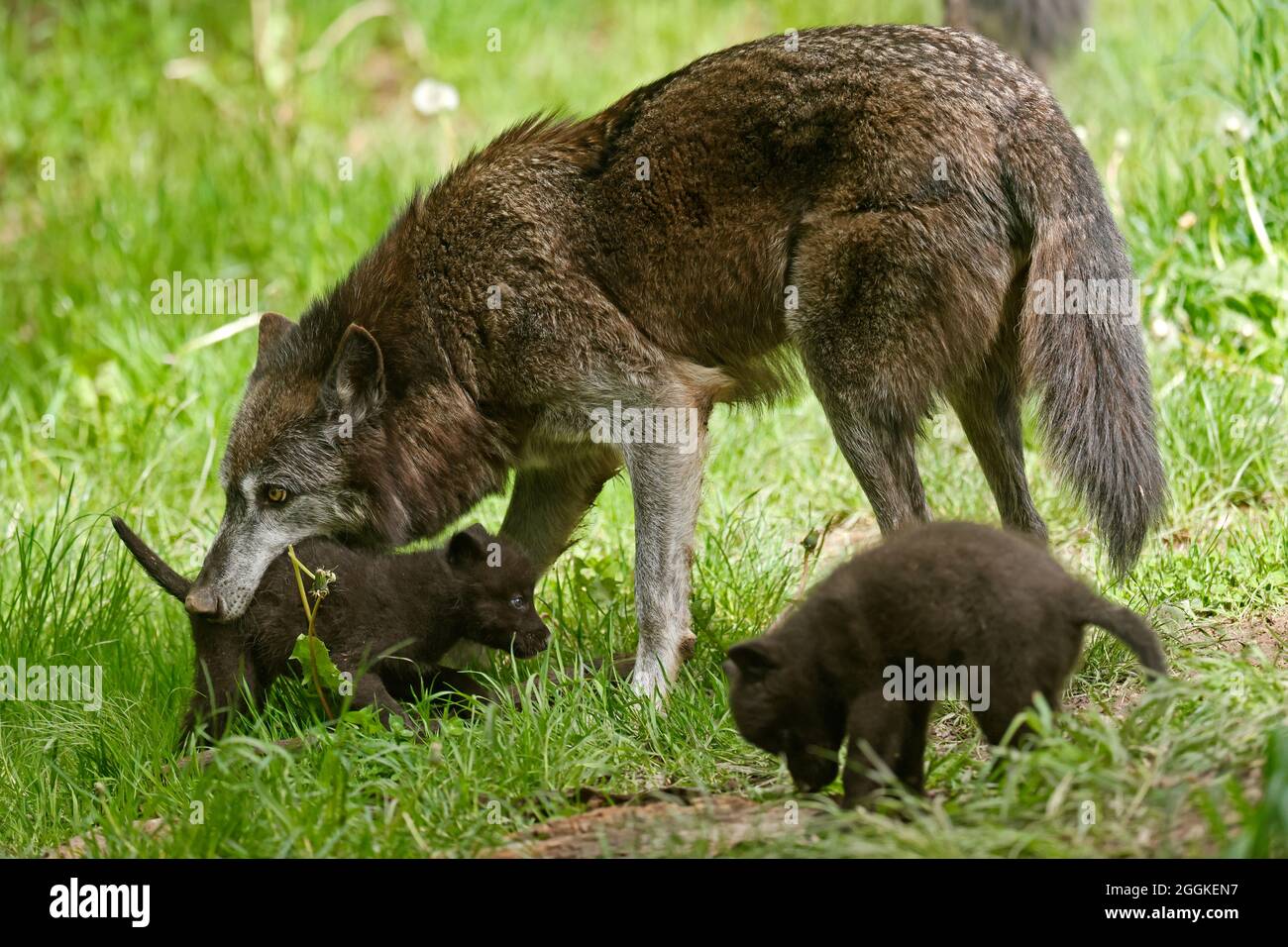 Timber wolf, American wolf (Canis lupus occidentalis), puppy with old animal at burrow, Germany Stock Photo