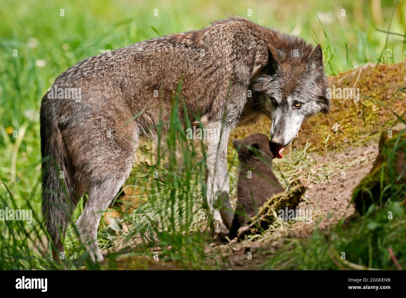 Timber wolf, American wolf (Canis lupus occidentalis), puppy with old animal at burrow, Germany Stock Photo
