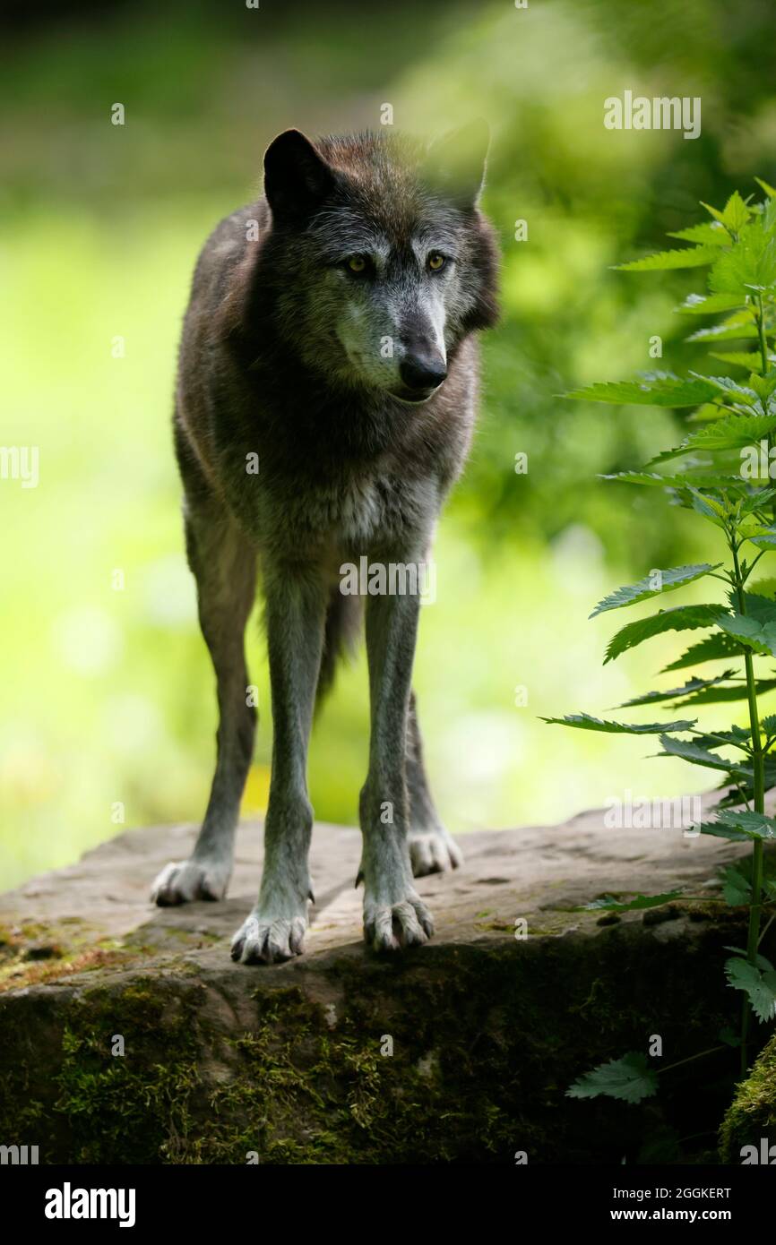 Timber wolf, American wolf (Canis lupus occidentalis) animal portrait, Germany Stock Photo