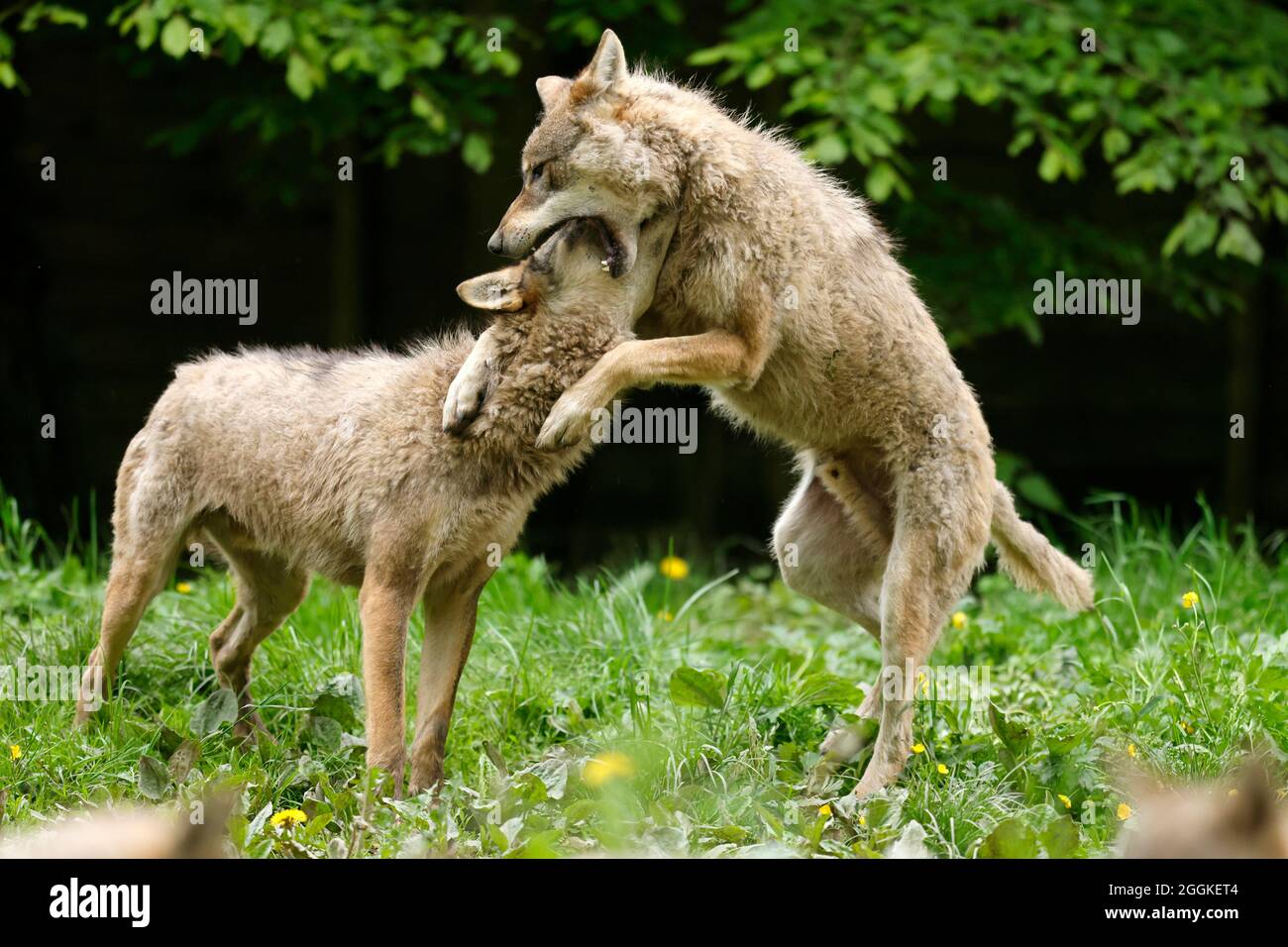 European wolves (Canis lupus) playing, Germany Stock Photo