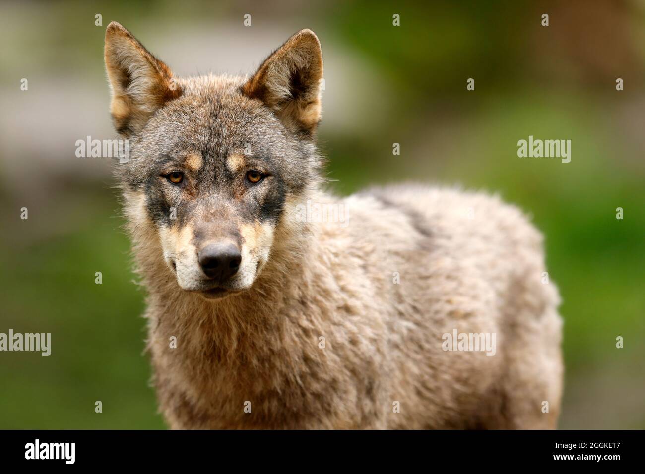 European wolf (Canis lupus) animal portrait, Germany Stock Photo