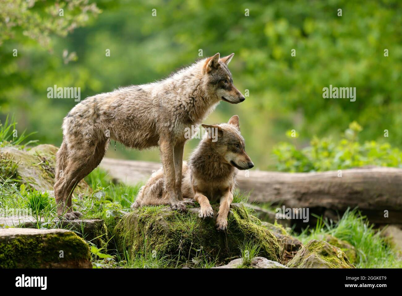European wolves (Canis lupus) lying down, Germany Stock Photo