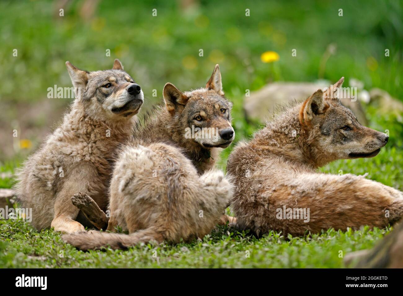 European wolves (Canis lupus) playing, Germany Stock Photo