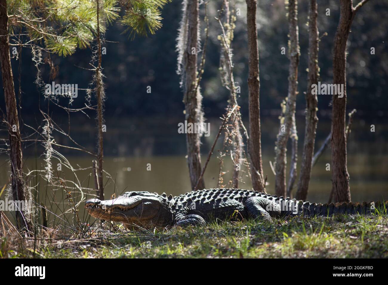 Alligator at Botany Bay in Edisto Island, South Carolina. Stock Photo