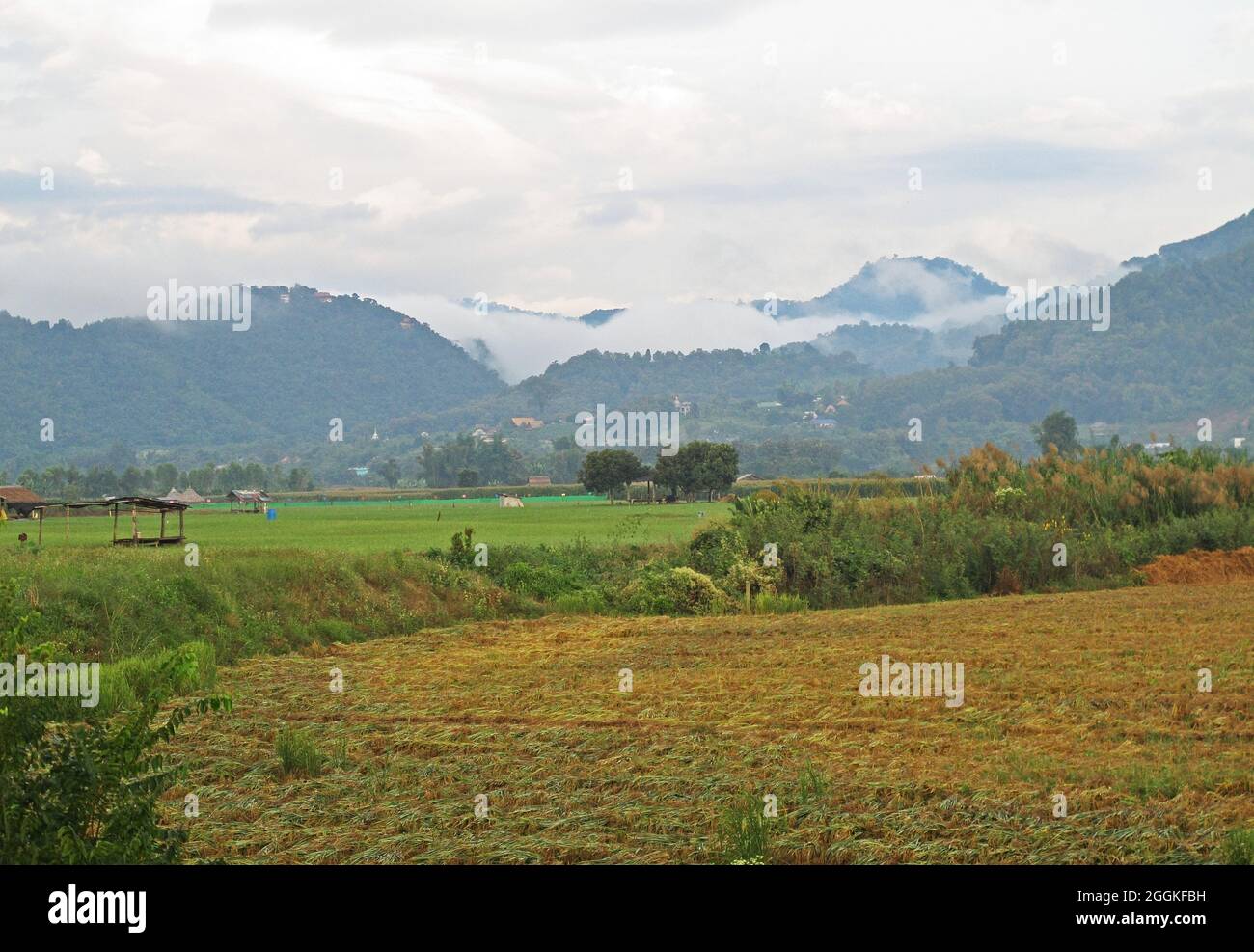 early morning in the paddy fields with fog rolling over mountains Thaton, Thailand           November Stock Photo
