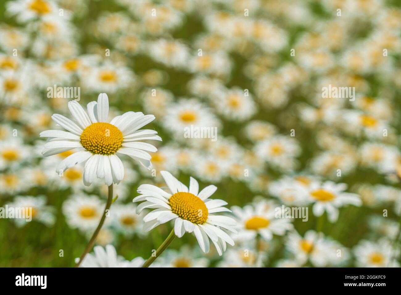 Blooming marguerites in a meadow Stock Photo