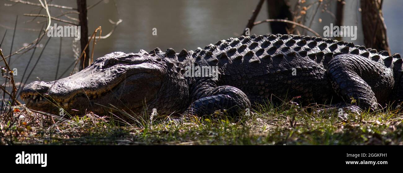Alligator at Botany Bay in Edisto Island, South Carolina Stock Photo Alamy