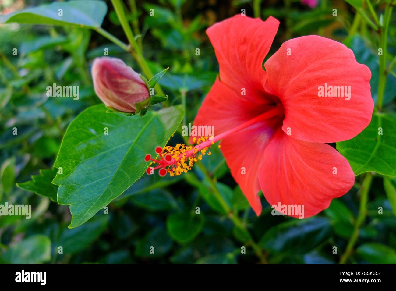 The rose hibiscus (Hibiscus rosasinensis) "Scarlet Giant Stock Photo
