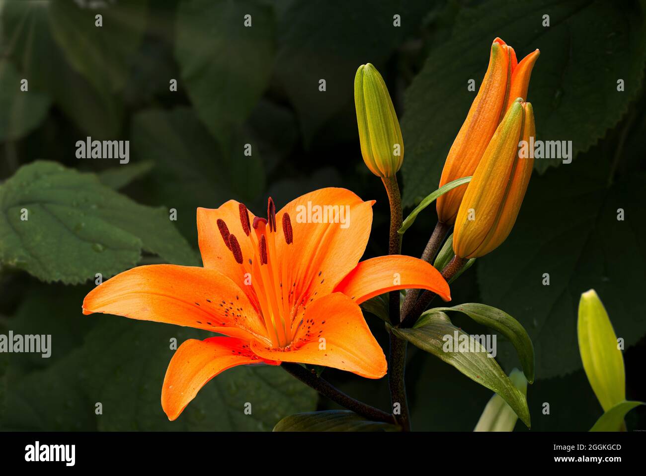 Petals closed hires stock photography and images Alamy