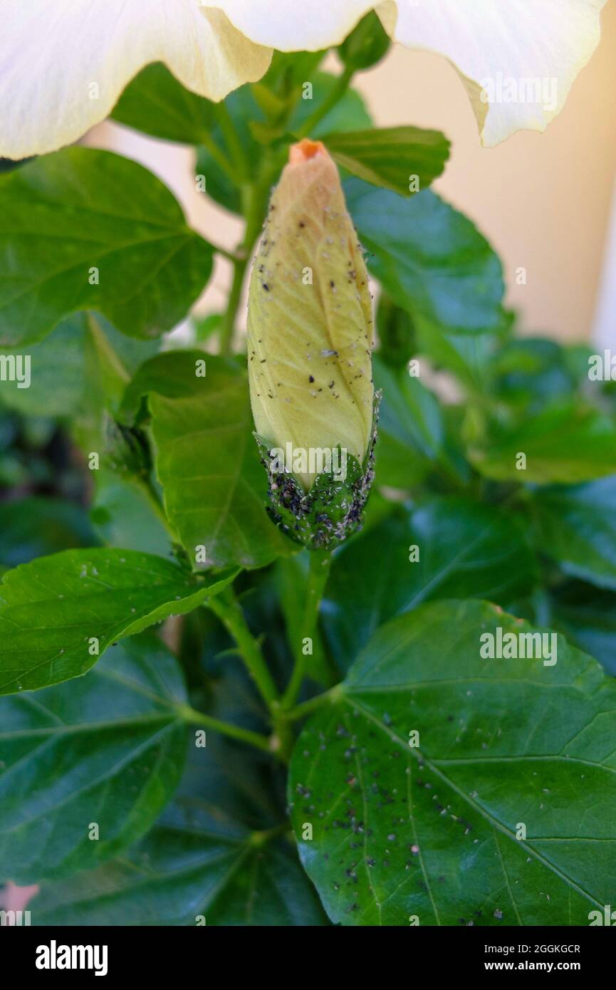 The rose hibiscus (Hibiscus rosasinensis), blossom with aphids