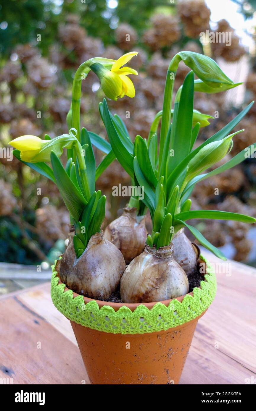 Stuffed dwarf daffodil (Narcissus cyclamineus) 'Tete Boucle' in a pot Stock Photo